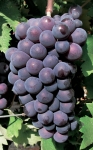 Calitor g.jpg