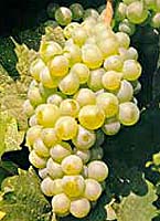 Elbling bl fr ernst-mosel de.jpg