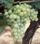 Piquepoul blanc b grappe .jpg
