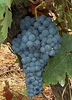 Tempranillo fr 2099.jpg