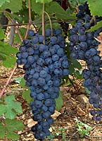 Nebbiolo fr d4326.jpg