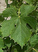 Pagadebiti fe 2601.jpg