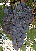 Sciaccarello fr mtp 5725.jpg