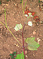 Romorantin bo b2169.jpg