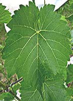 Seyval blanc fe www.winegrowers.info.jpg