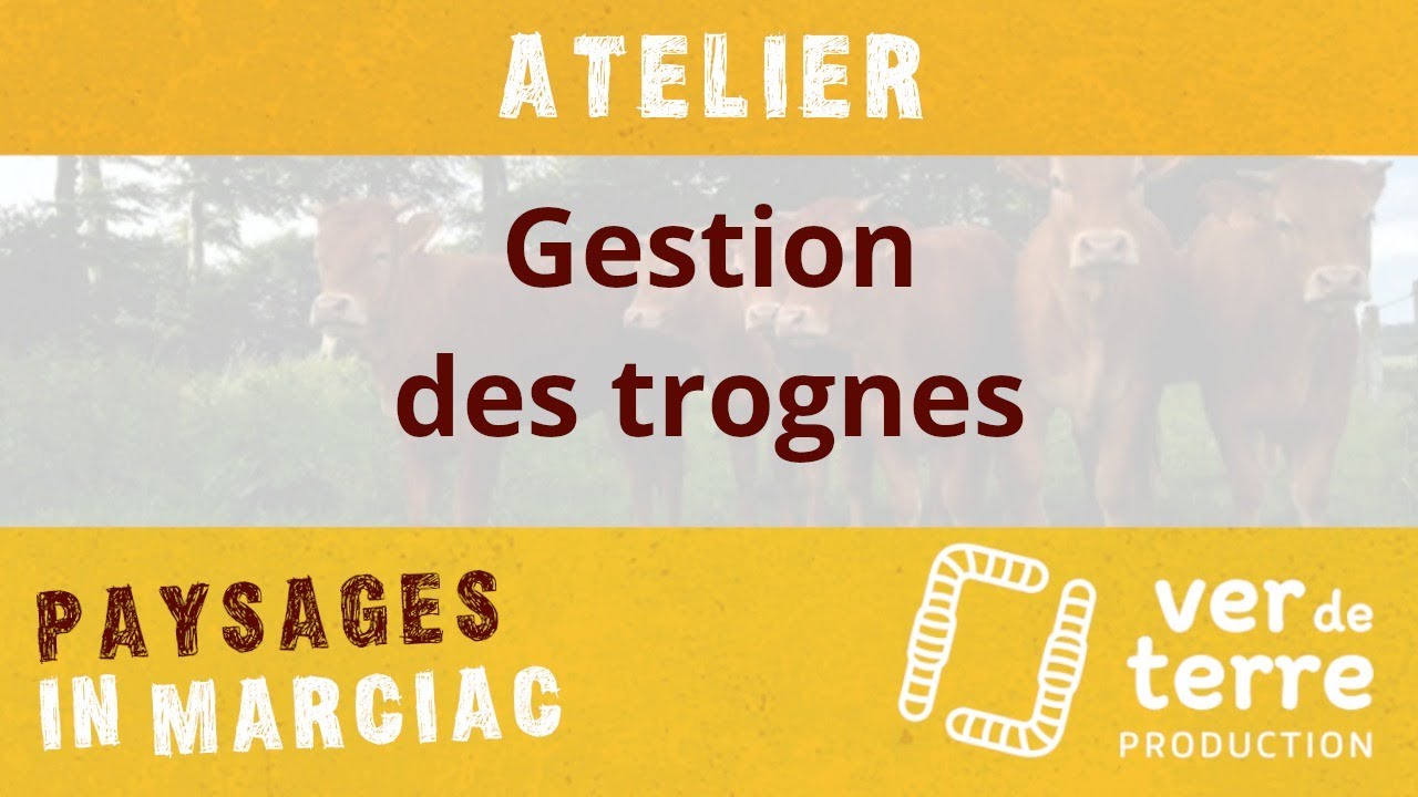 Thumbnail youtube gVpxaC5iCno.jpg