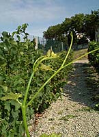 Colobel bo mtp 5616.jpg