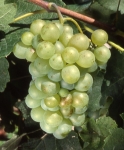 Folle blanche b grappe .jpg