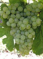 Crouchen fr g1 08.jpg