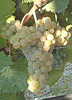 Gros manseng fr mtp 5628.jpg
