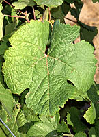 Trousseau fe entav.jpg