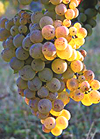 Bouysselet fr chateau colombiere.jpg