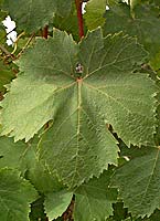 Perlaut fe g4945.jpg