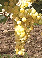 Tempranillo blanc fr www.provedo.com.jpg