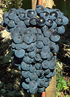 Dureza fr 3211.jpg