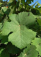 Gewurz fe 1763.jpg