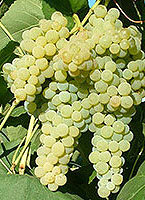 Lakemont fr www.faber-poggi.lu.jpg