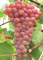 Suffolk red fr www.vynmedis.lt.jpg