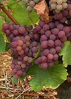 Gewurz fr 2101.jpg