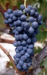 Syrah n grappe .jpg