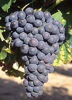 Mondeuse no fr entav.jpg