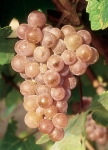 Velteliner rouge precose rs grappe.jpg