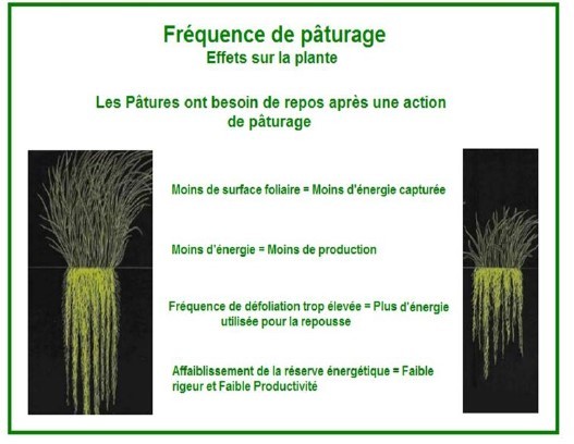 Fréquence de pâturage.jpg