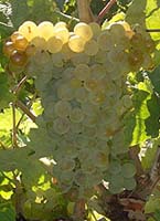 Clairette bl fr 1.jpg