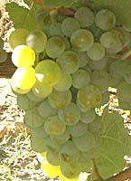 Sylvaner fr 2070.jpg
