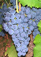 Chambourcin fr b2448.jpg