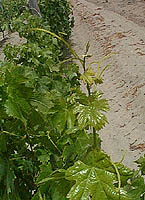 Pagadebiti bo 2604.jpg