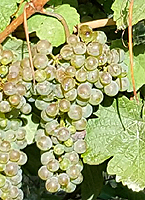 Petit courbu fr 1 plaimont.jpg
