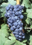 Carmenere n grappe .jpg