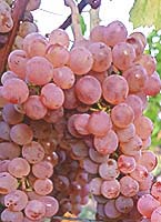 Auxerrois fr -40schwendenmannh.jpg