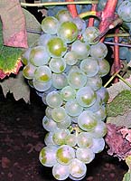 Baco blanc fr b467.jpg