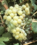 Riminese b grappe .jpg