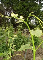 Caladoc bo 4474.jpg