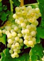 Folignan fr inra.jpg