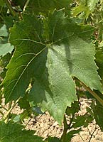 Ribol fe g4866.jpg
