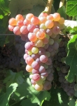 Moschofilero g1bis cs.jpg
