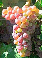 Moschofilero fr 1 pl-40ntgrape.jpg