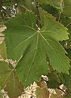 Belair fe g4954.jpg