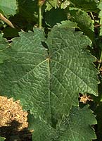 Arbois fe 1901.jpg