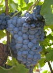 Pinotage g3bis cs recad.jpg