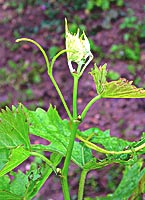 Chambourcin bo b3197.jpg