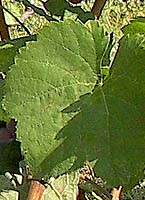 Moschofilero fe wikimedia.org.jpg