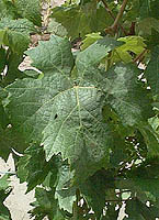 Biancu gentile fe 2596.jpg