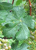 Cabernet blanc fe wikimedia.org.jpg
