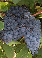 Plantdroitfr1322.jpg