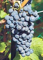 Cabernet cortis fr www.academia-vinhaevinho.com.jpg